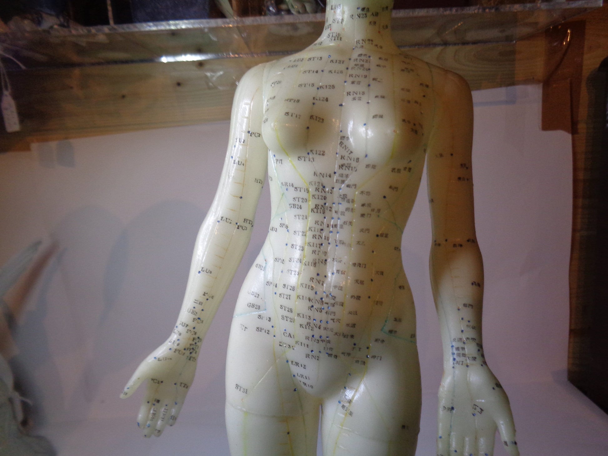 Accupuncture Anatomical Figure