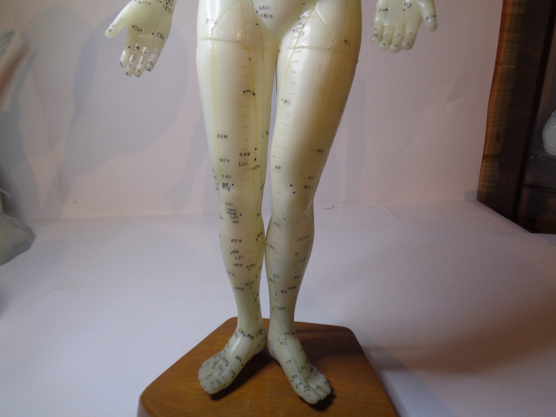 Accupuncture Anatomical Figure