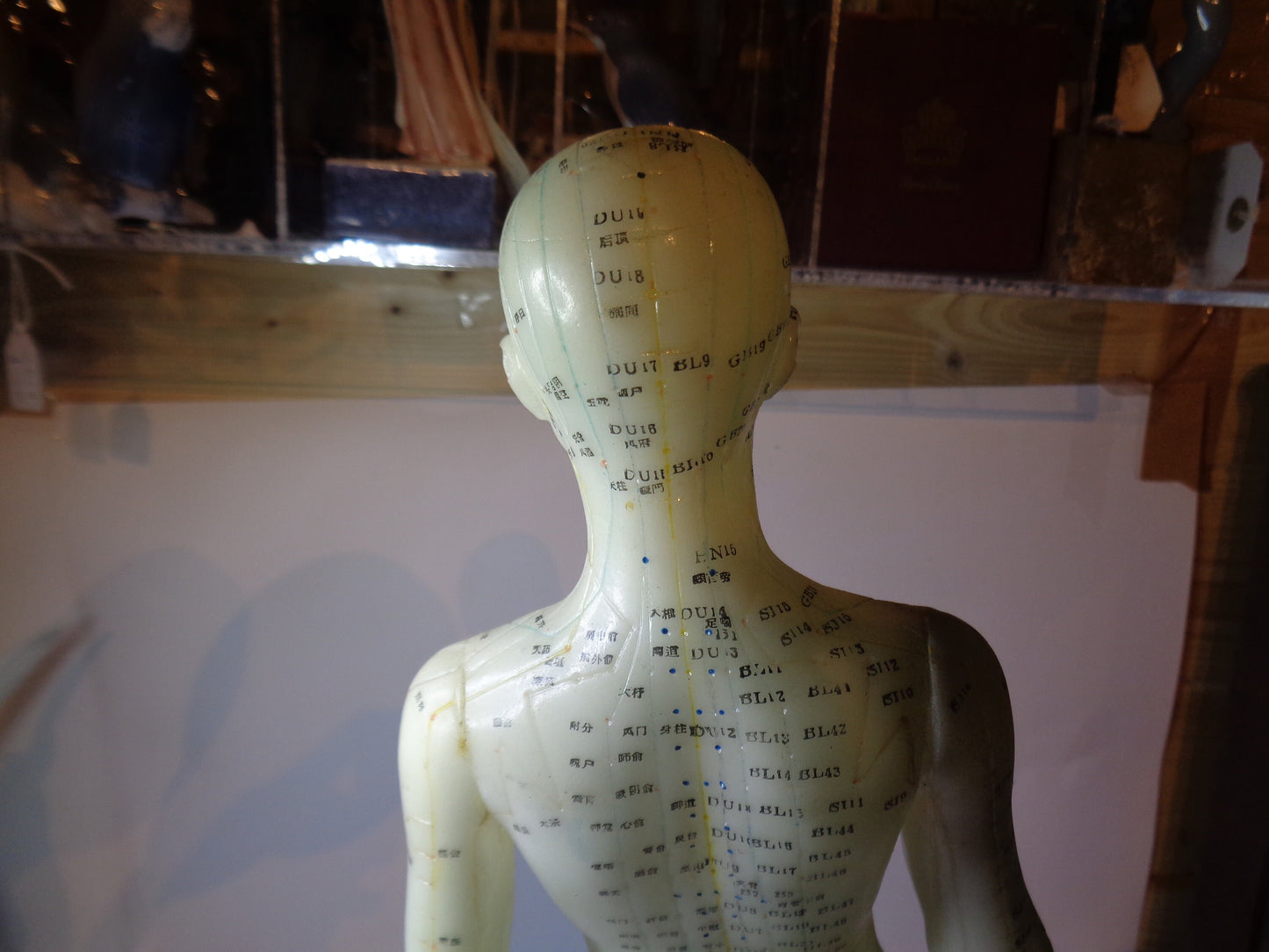 Accupuncture Anatomical Figure