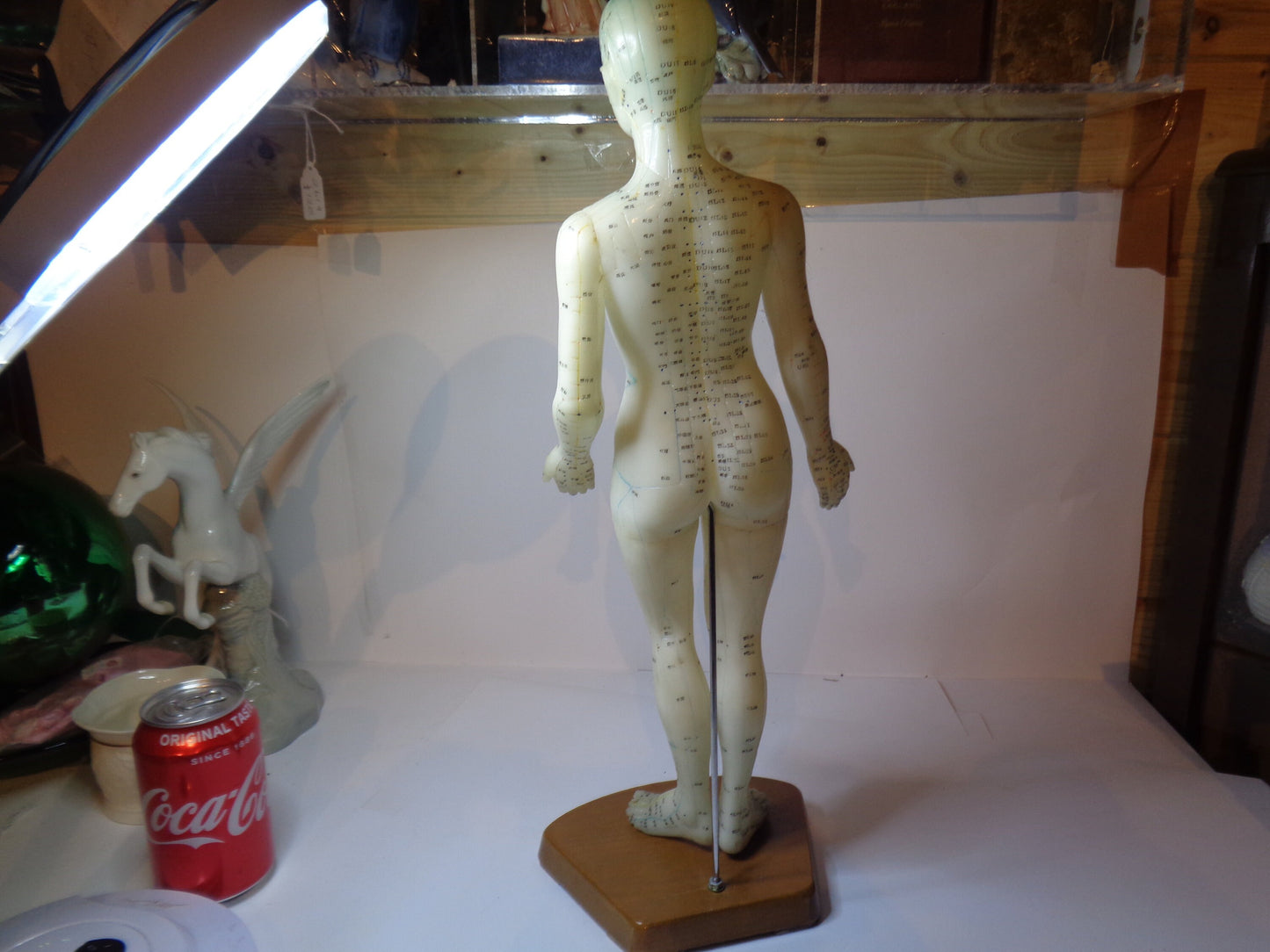 Accupuncture Anatomical Figure