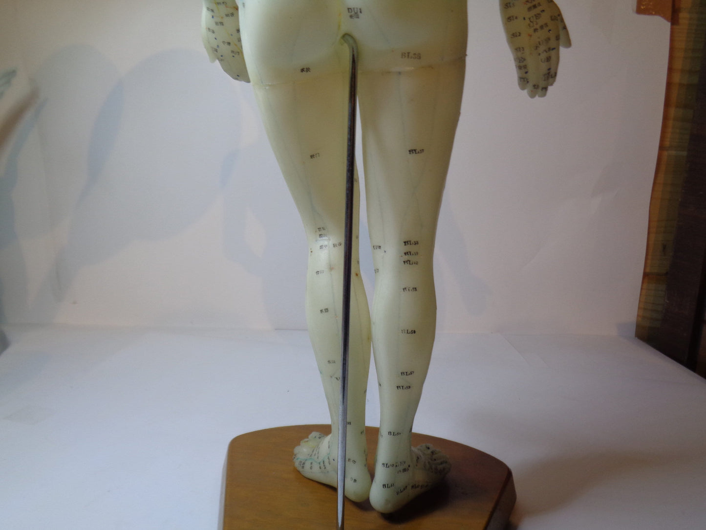 Accupuncture Anatomical Figure