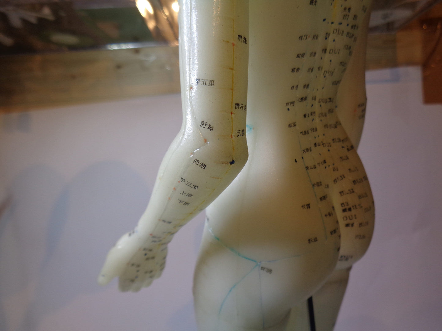 Accupuncture Anatomical Figure