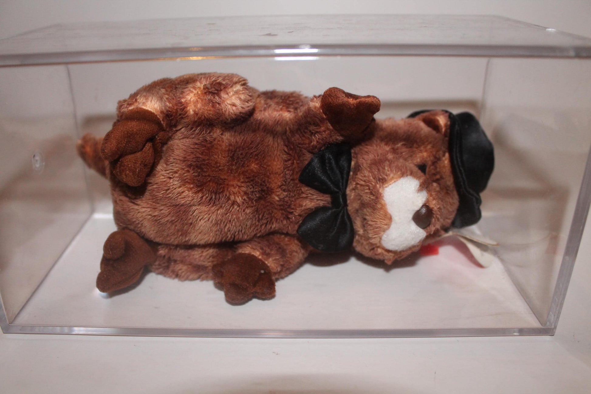 Ty Punxsutawney Phil 2004™ Beanie baby in storage box